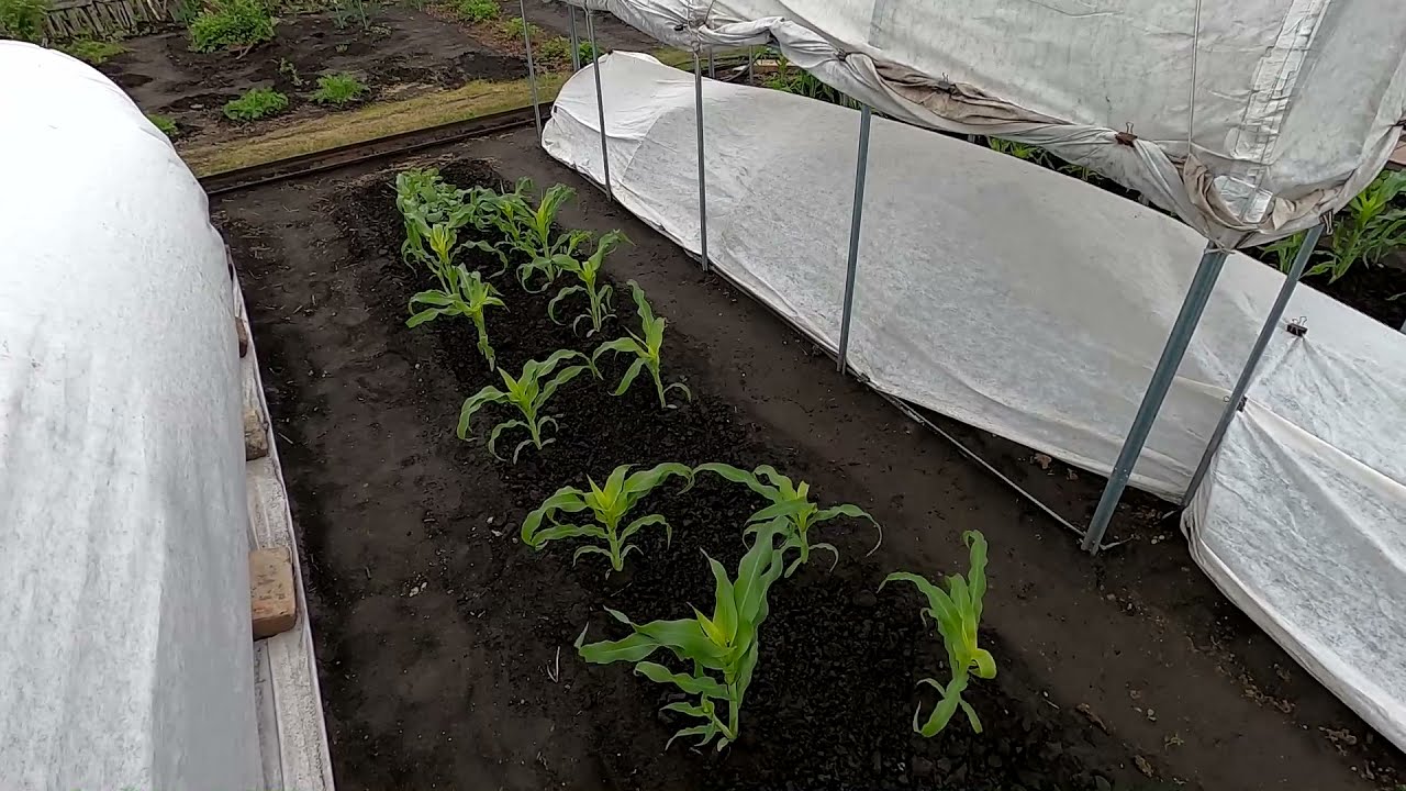 Первая подкормка кукурузы куриным пометом