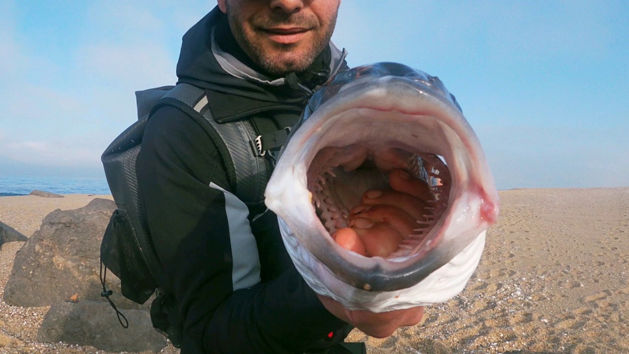 sea bass - pesca ao spinning Robalo com 4300kg