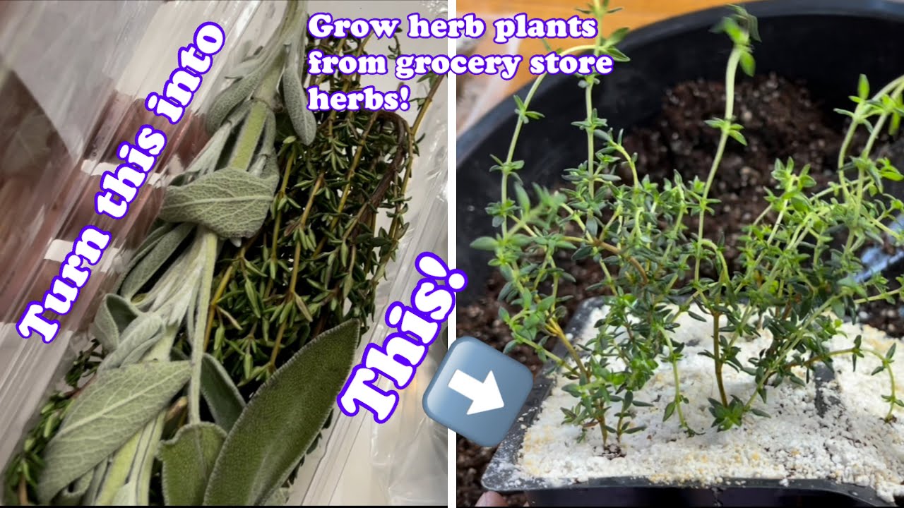 How to grow Herbs from the grocery store ! Regrow grocery store Herbs for your 2023 garden !