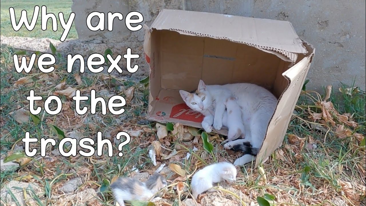 Trying to Save Mama Cat with her 4-day-old Kittens.