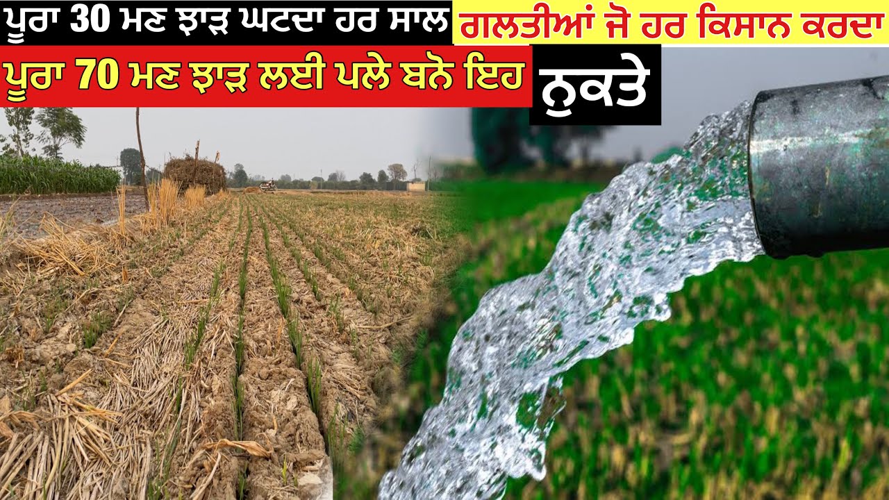 First water in wheat - ਬੰਪਰ ਝਾੜ ਲਈ ਪਹਿਲਾ ਪਾਣੀ ਲਾਉਣ ਸਮੇ ਪਲੇ ਬਨੋ ਇਹ ਨੁਕਤੇ