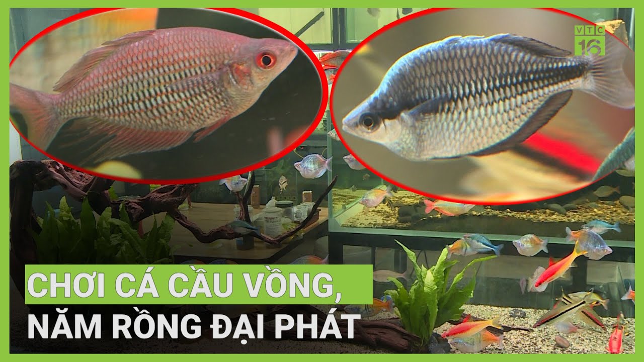 Cá cầu vồng - 