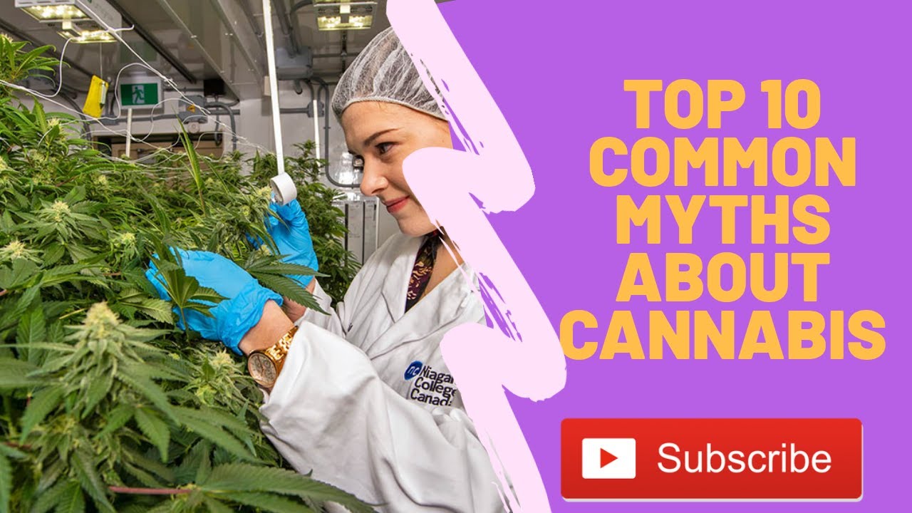 Top 10 Common Myths About Cannabis