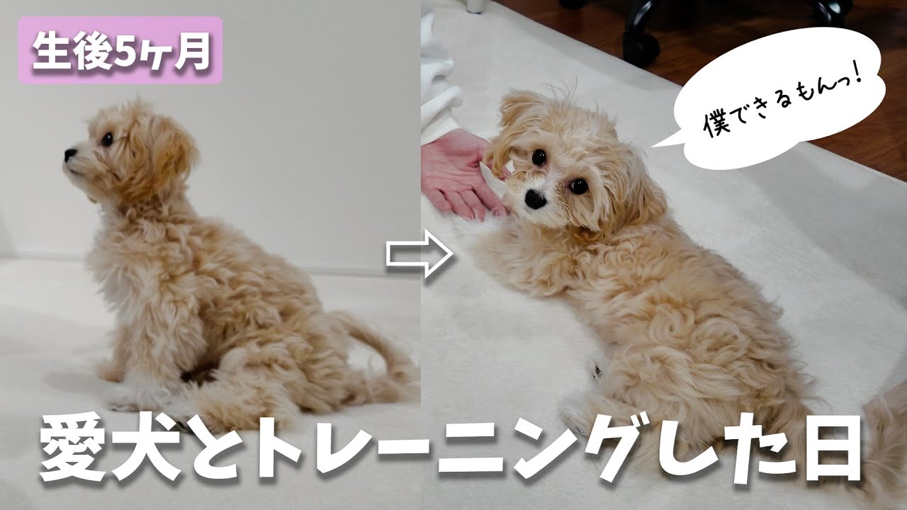 【マルプー】子犬が『伏せ』を覚えるまでの2日間に密着したら、想像以上の賢さだった…！