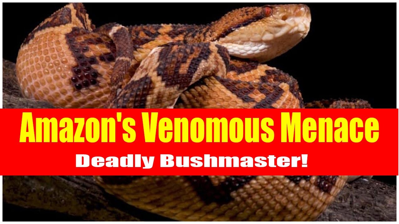 Deadly Encounter Bushmaster Snakes of the Amazon Rainforest