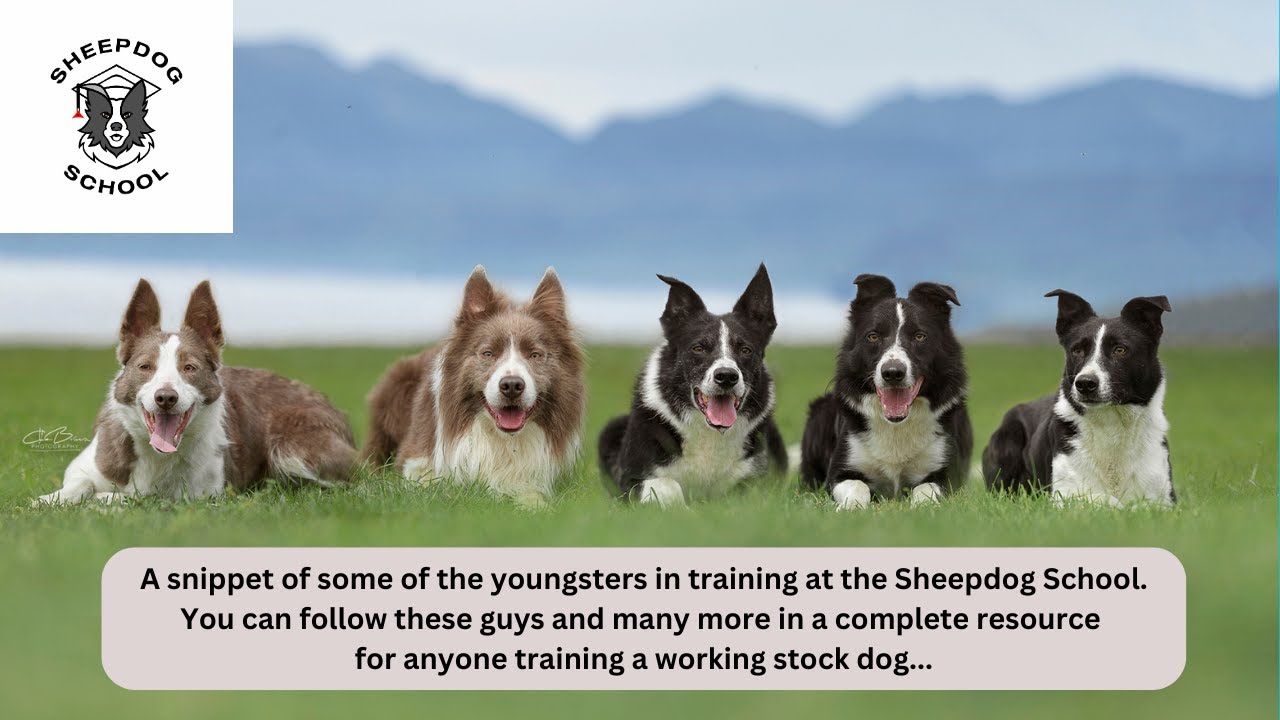 Sheepdogs in training...