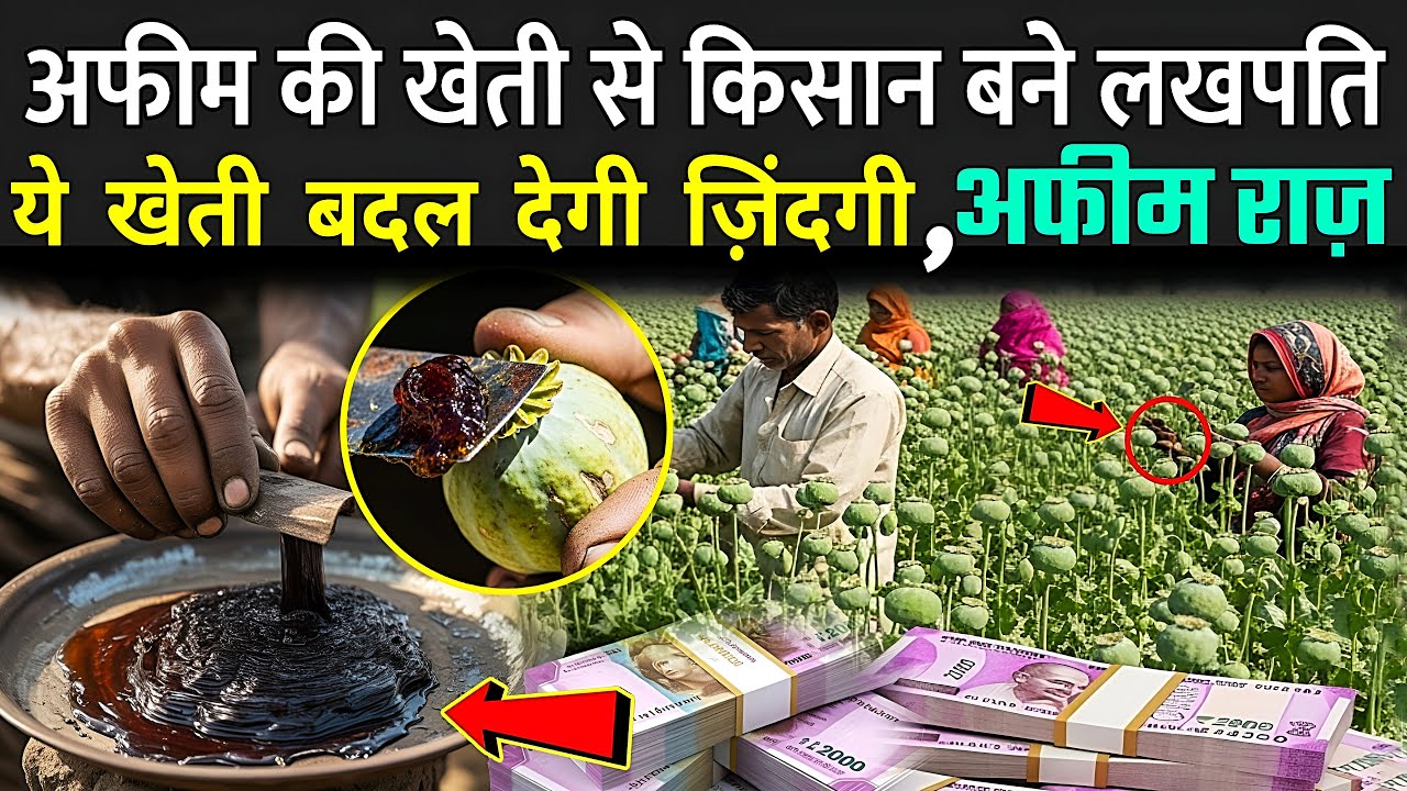 अफीम की खेती से किसान बने लखपति, 2,00,000 ₹ में बिकता सफेद सोना | Afeem Ki Kheti Ki Puri Jankari