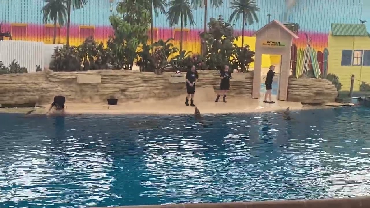 Brookfield zoo dolphin show. dolphin in action