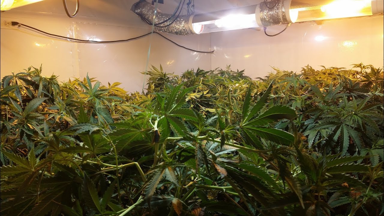 Flowering Day - Super Cropped Canopy Follow Up