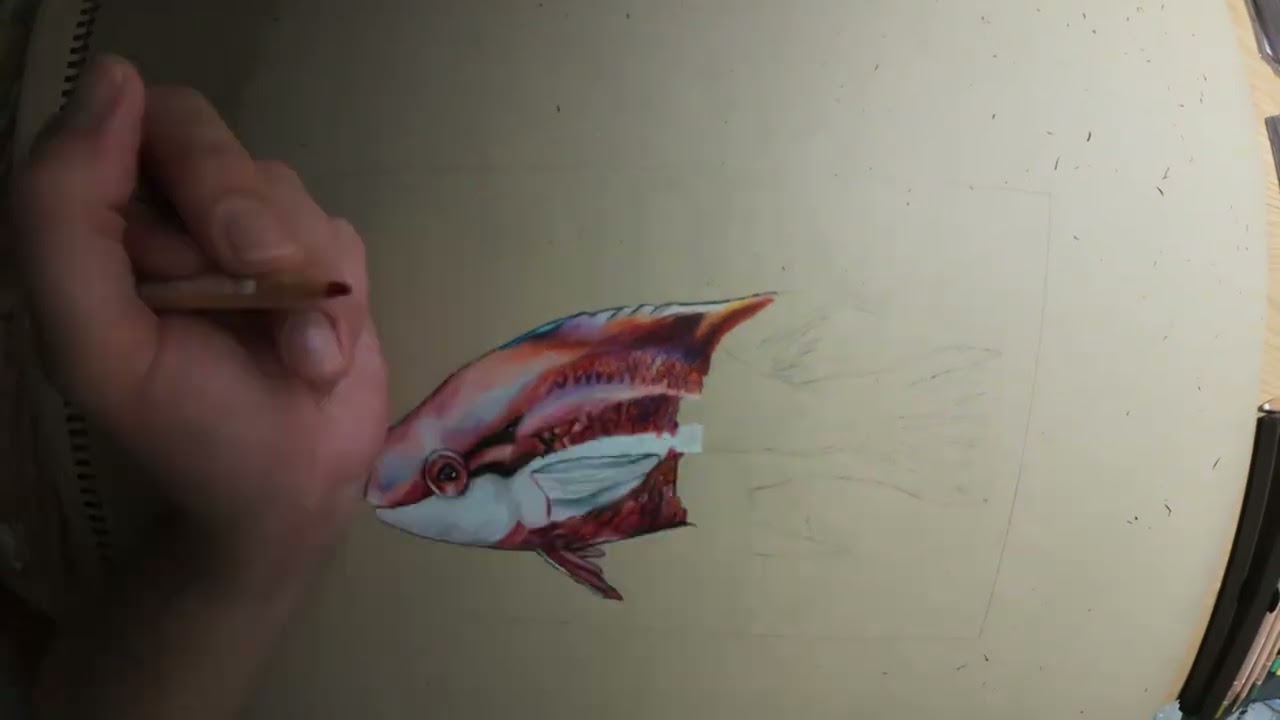 Cuban Hogfish with Colored Pencils