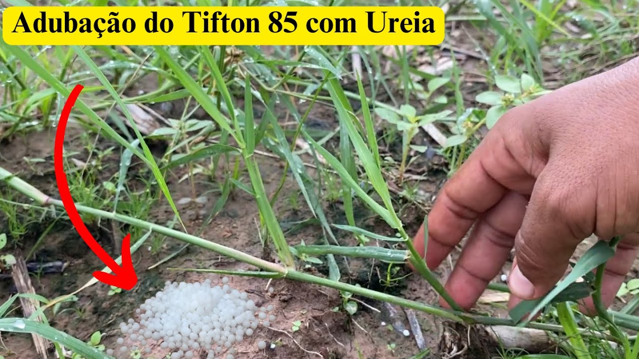 Adubação com Ureia no Tifton 85/aplicação após 36 dias do plantio