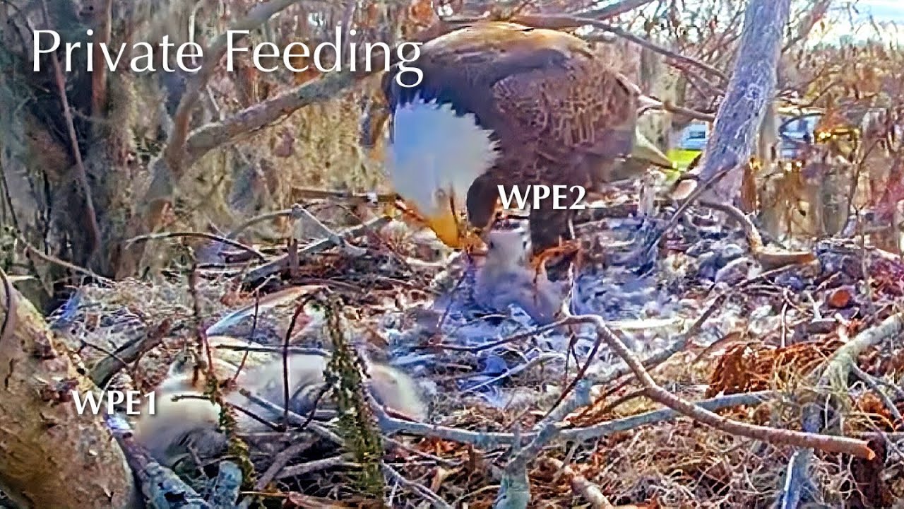 #70🦅🐥15°🐥10°／Winter Park Eagle Nest 2026／Against All Odds:One-Eyed Mom／by Winter Park Eagle Cam