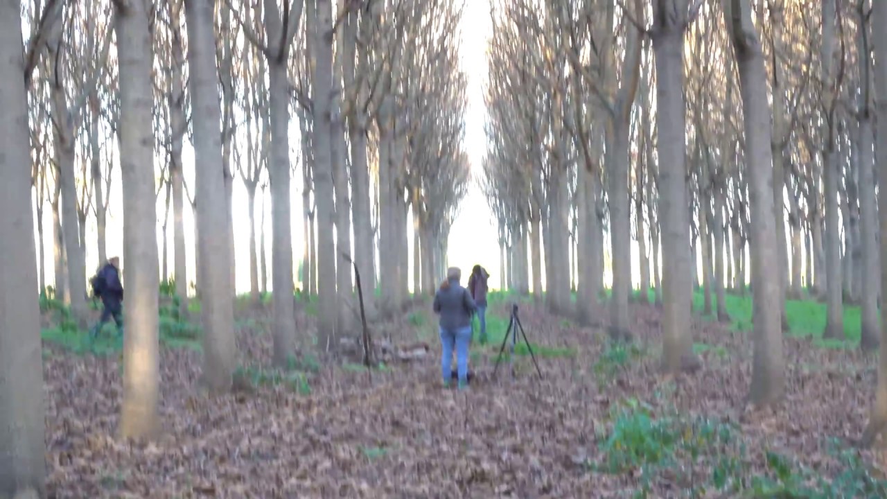 Focus shoot at Paulownia Tree Plantation