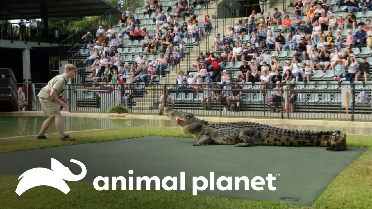 O espetáculo incrível de um crocodilo no zoológico | A Família Irwin | Animal Planet Brasil