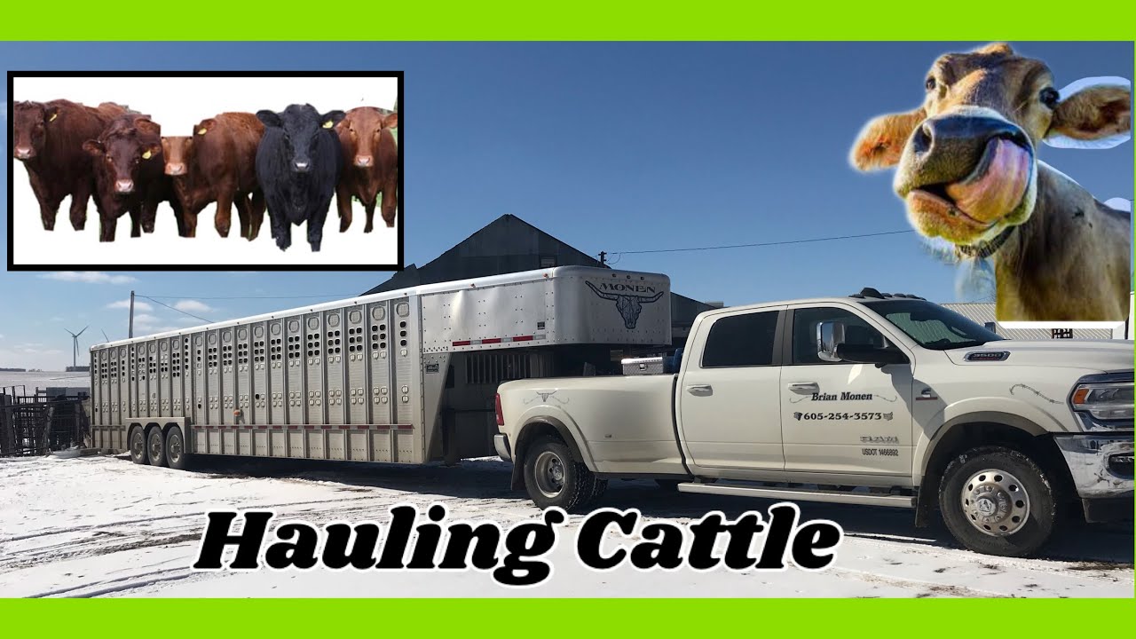 Loading and Hauling Cattle 2021