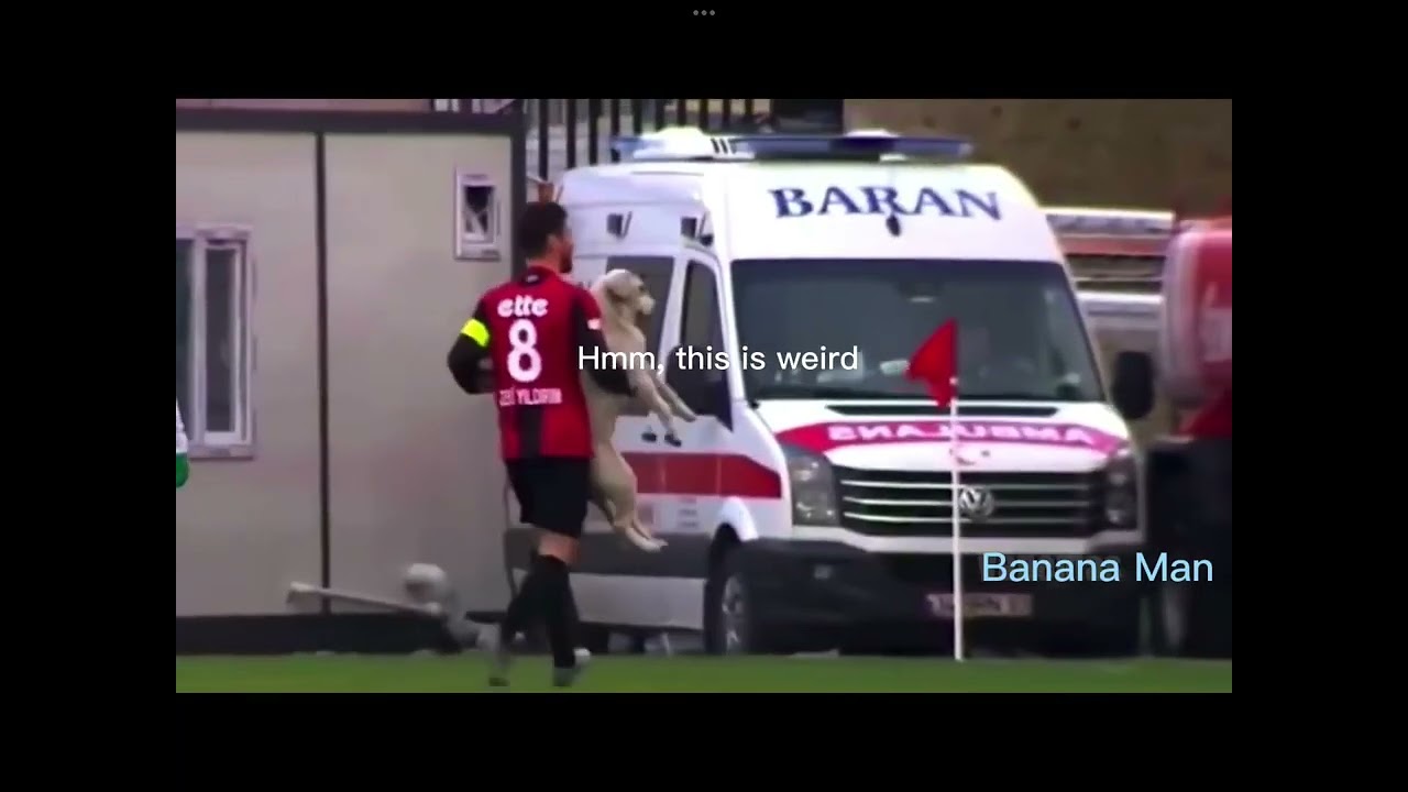 Funny animals on field (soccer)