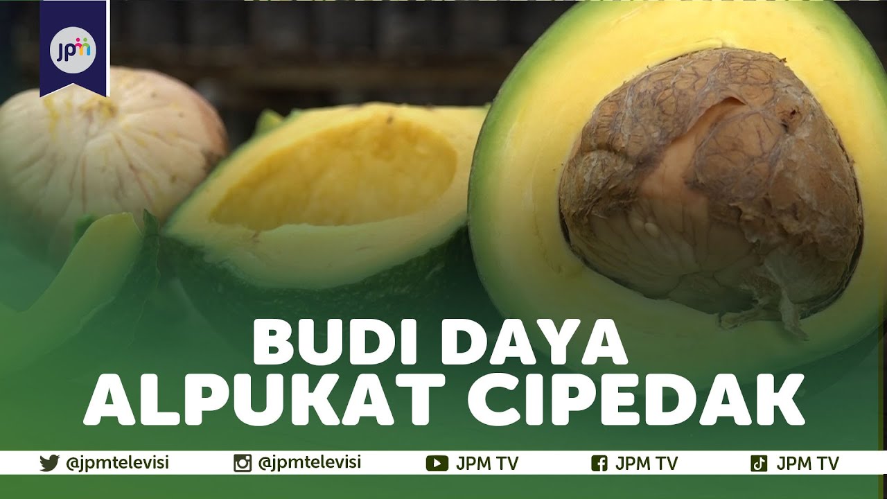Manis Dan Legitnya Buah Alpukat Cipedak