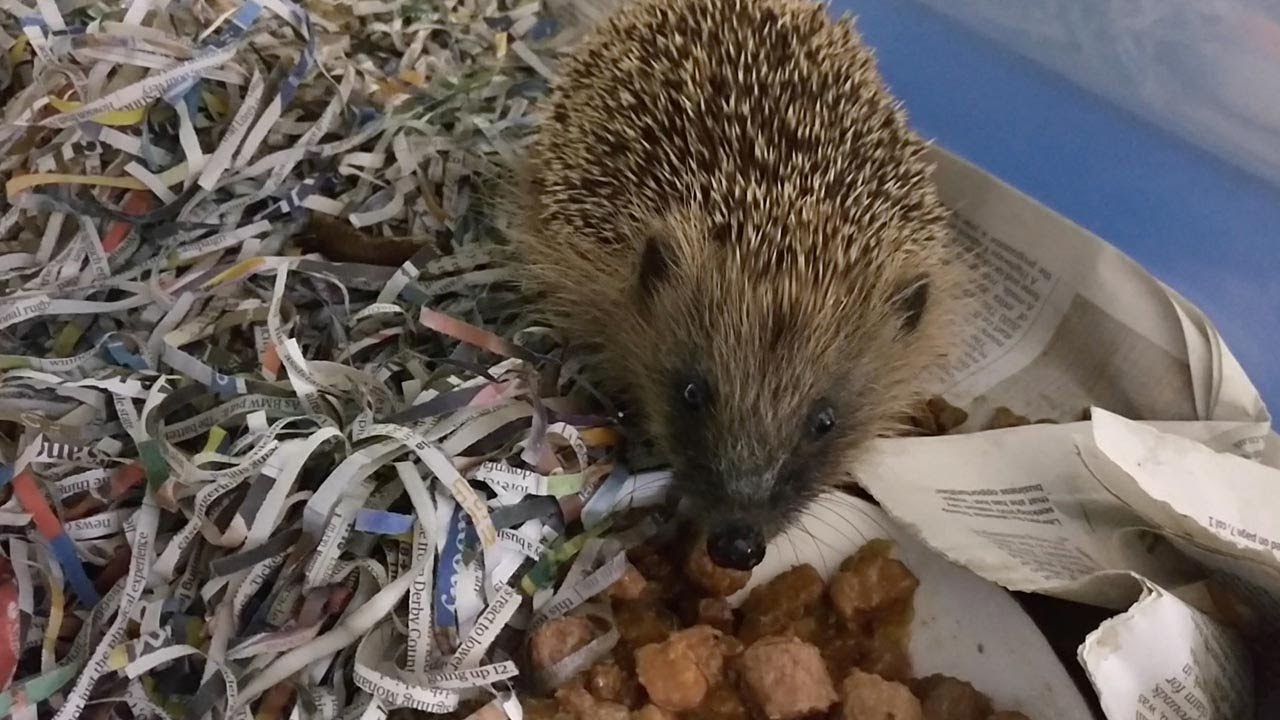 Hedgehogs Rescued From Cold Winter