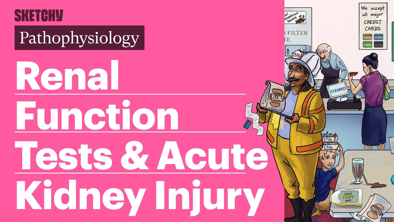 Renal Function Tests & Acute Kidney Injury (AKI) (Pathophysiology) | Sketchy Medical