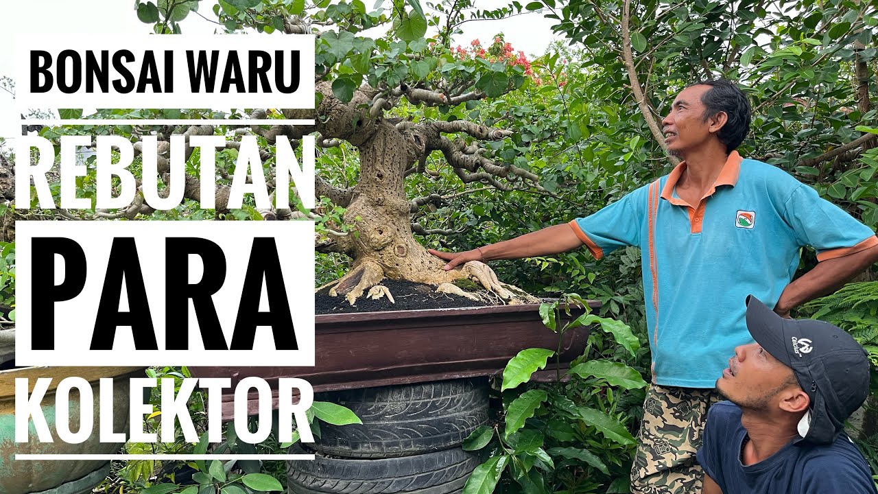 Bonsai Hasil Budidaya  #belajarbonsai #bonsai #caraperawatanbonsai #seniman #budidayabonsai 