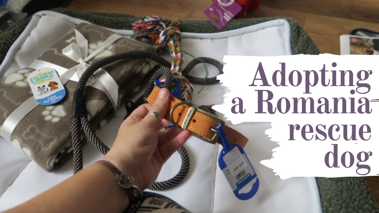 Adopting A Romania Rescue Dog / Getting Prepared For Max's Arrival / Part 1 / Chloe Pedlow