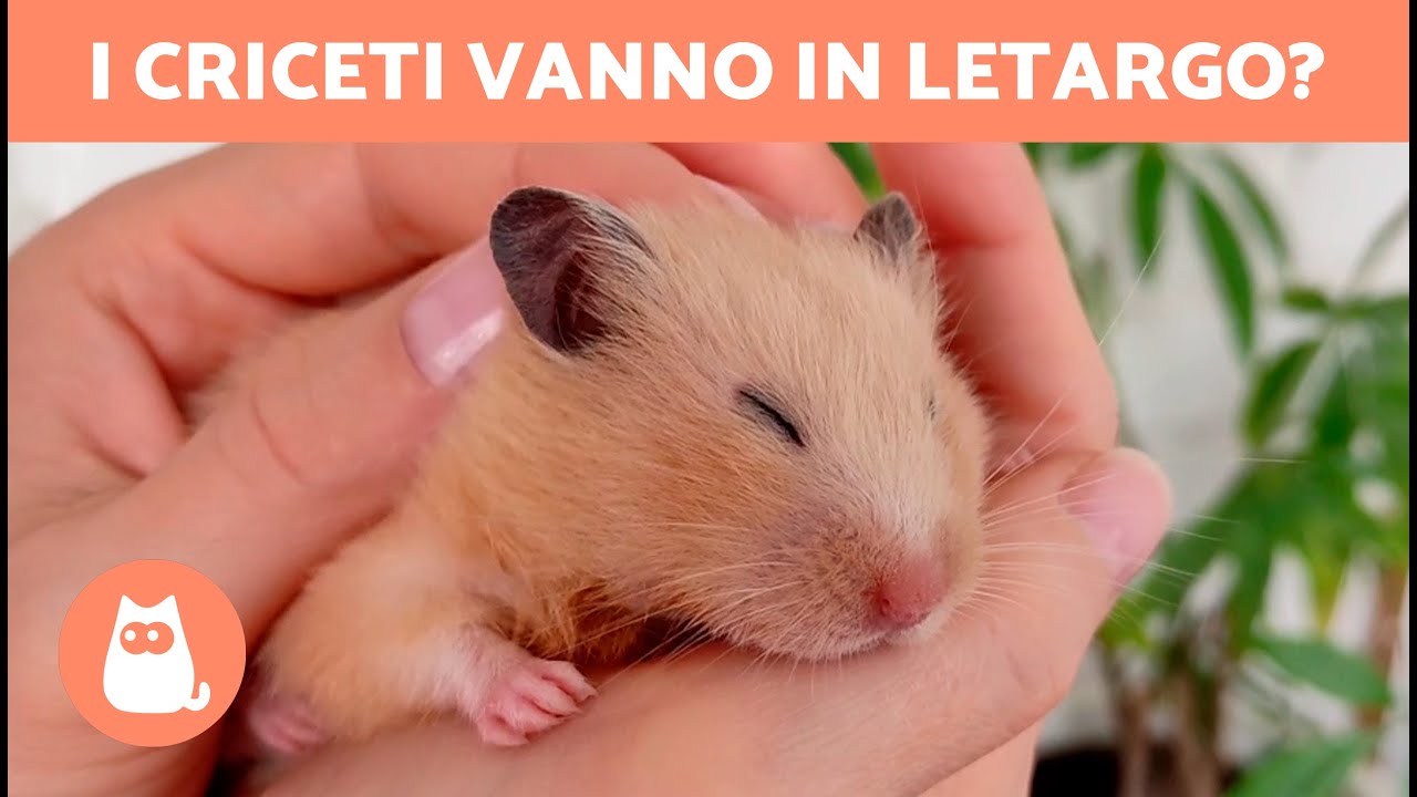Come faccio a sapere se il mio CRICETO è in LETARGO? 🐹