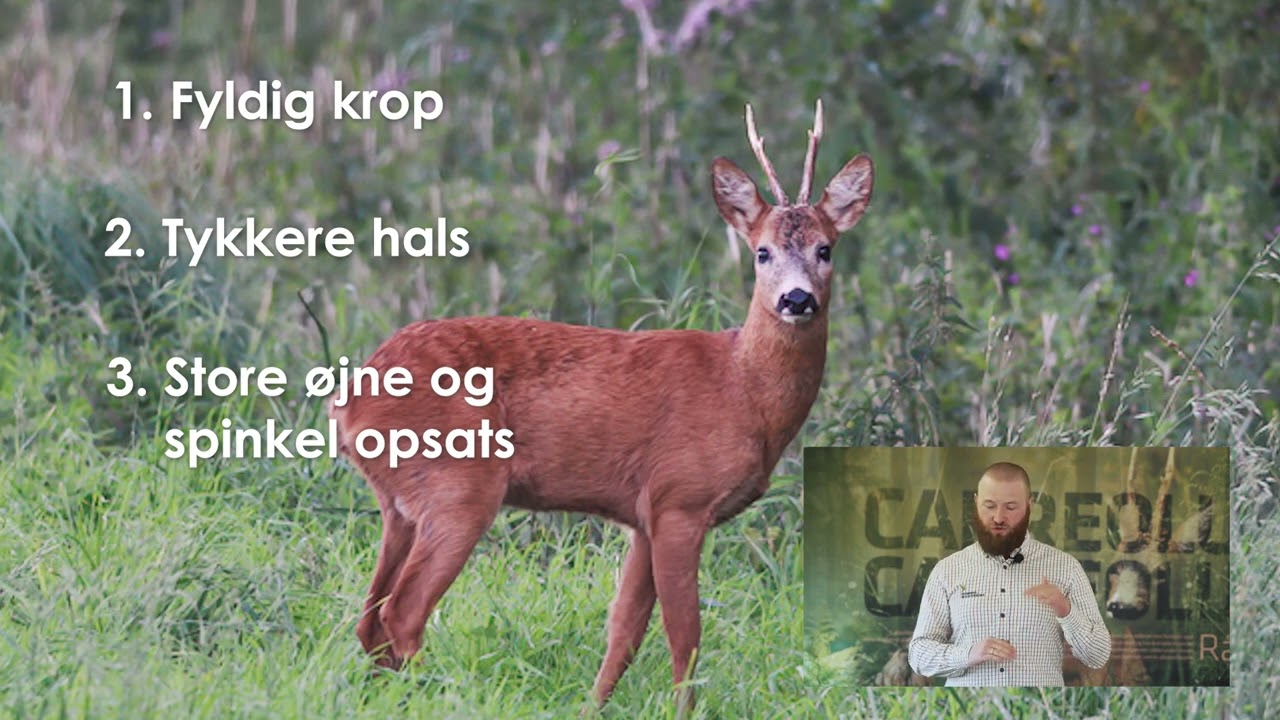 Sådan aldersbedømmer du bukken
