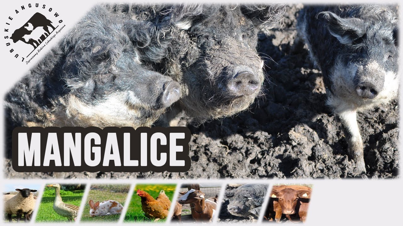 Mangalica - Węgierska świnia pastwiskowa