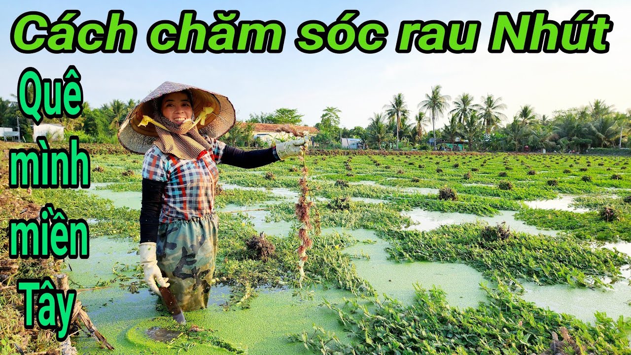Rau Nhút, Ấp Hồi Trinh,  Xuân Hiệp, Trà Ôn, Vĩnh Long,LH: 0988946383.