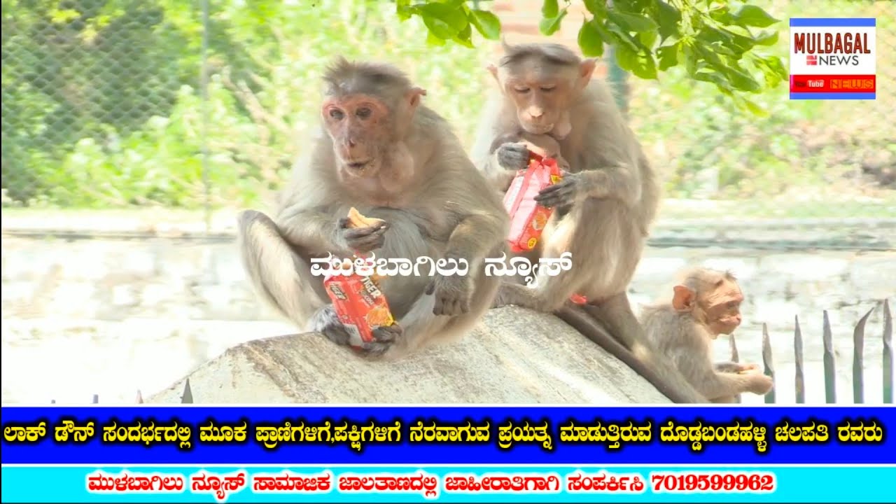 MULBAGAL ಮೂಕ ಪ್ರಾಣಿಗಳ ನೆರವು ಮಾಡುವ ಪ್ರಯತ್ನ ಮಾಡಿದ ದೊಡ್ಡಬಂಡಹಳ್ಳಿ ಚಲಪತಿ ರವರು