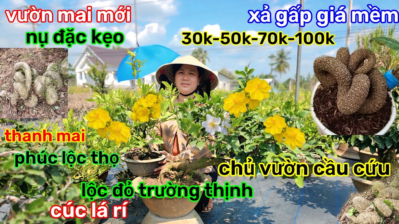 🌲26/1☎️vườn mai Chị Sáu☎️mai ghép chơi tết🌲siêu xả rẻ 30k-50k-70k-100k🌲xả rẻ chấn động 