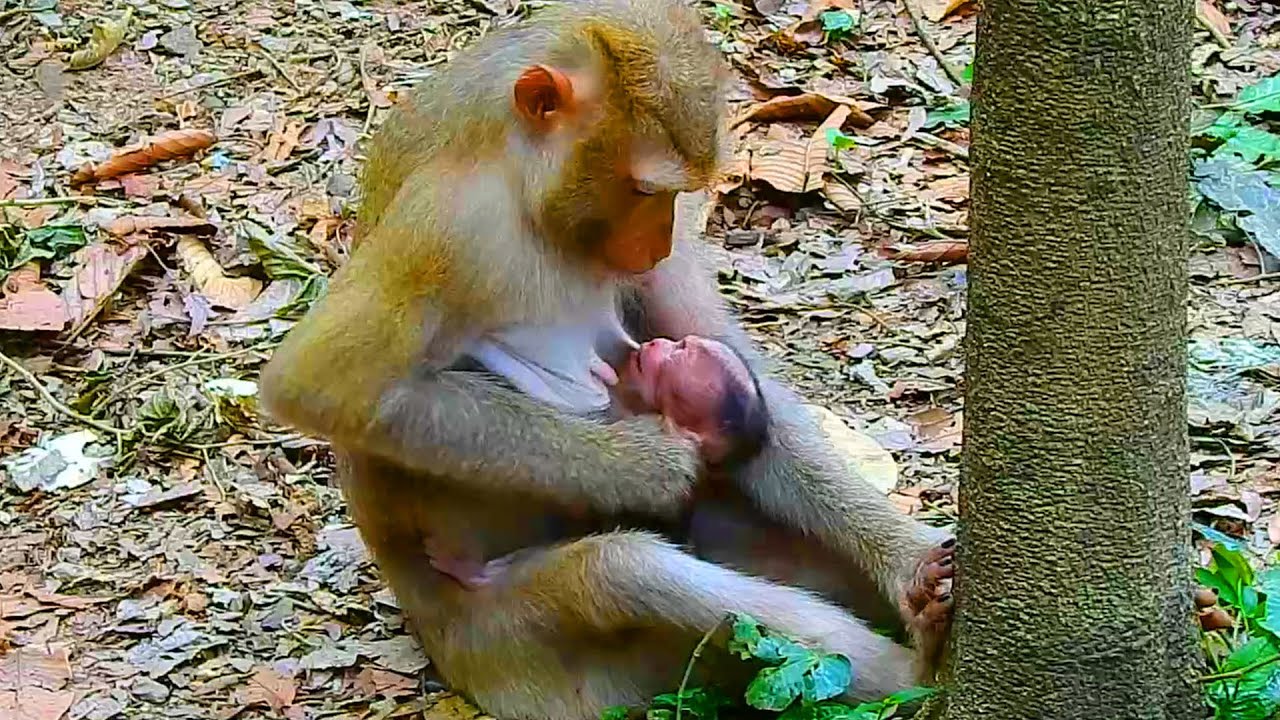Hard to believable Katrina refuses newborn breastfeeding, Newborn Kendra upsets with mom reject milk