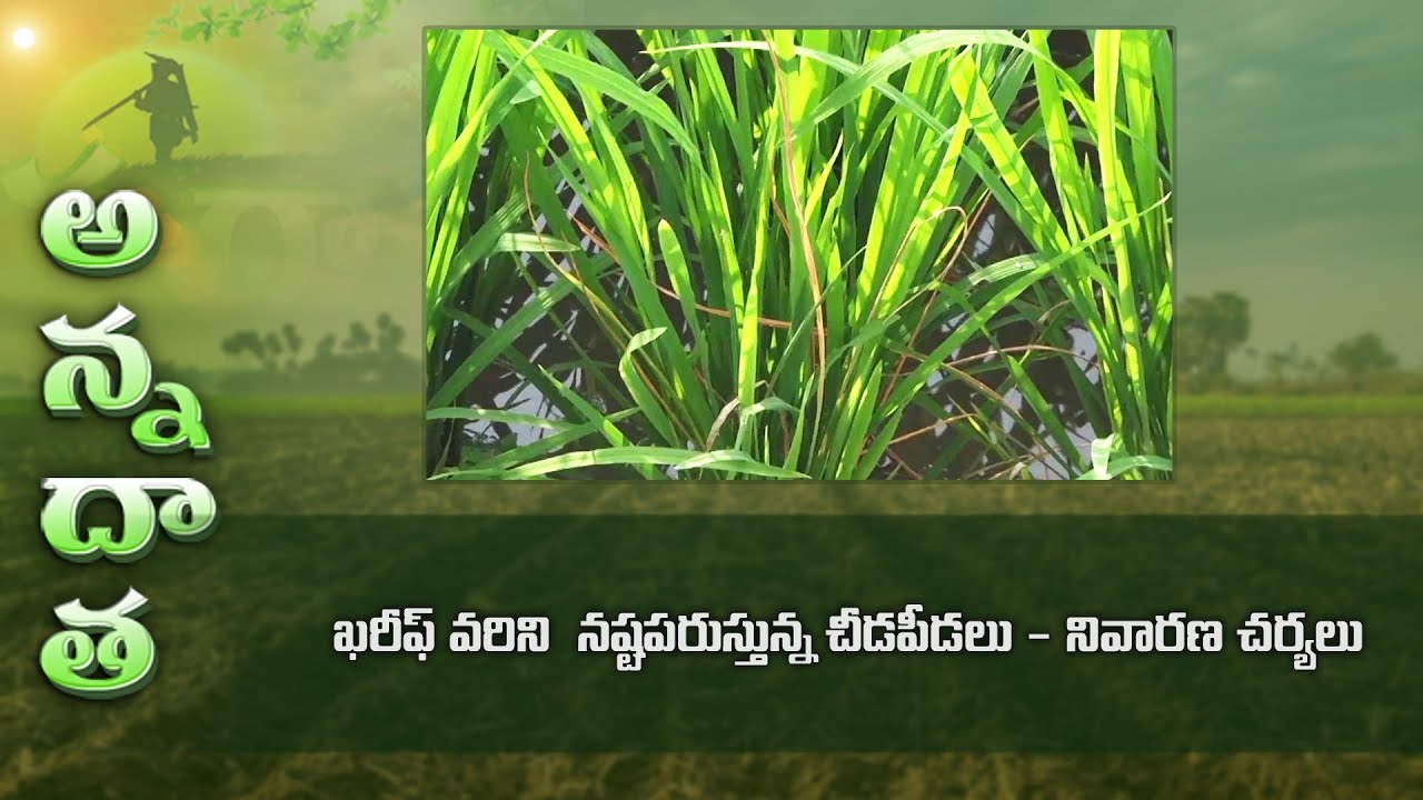 Pest & disease management in kharif paddy | ETV