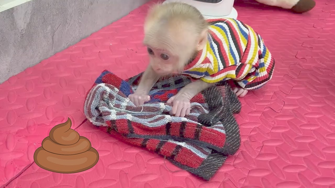 Clever baby monkey cleans up after puppy defecates on the floor!