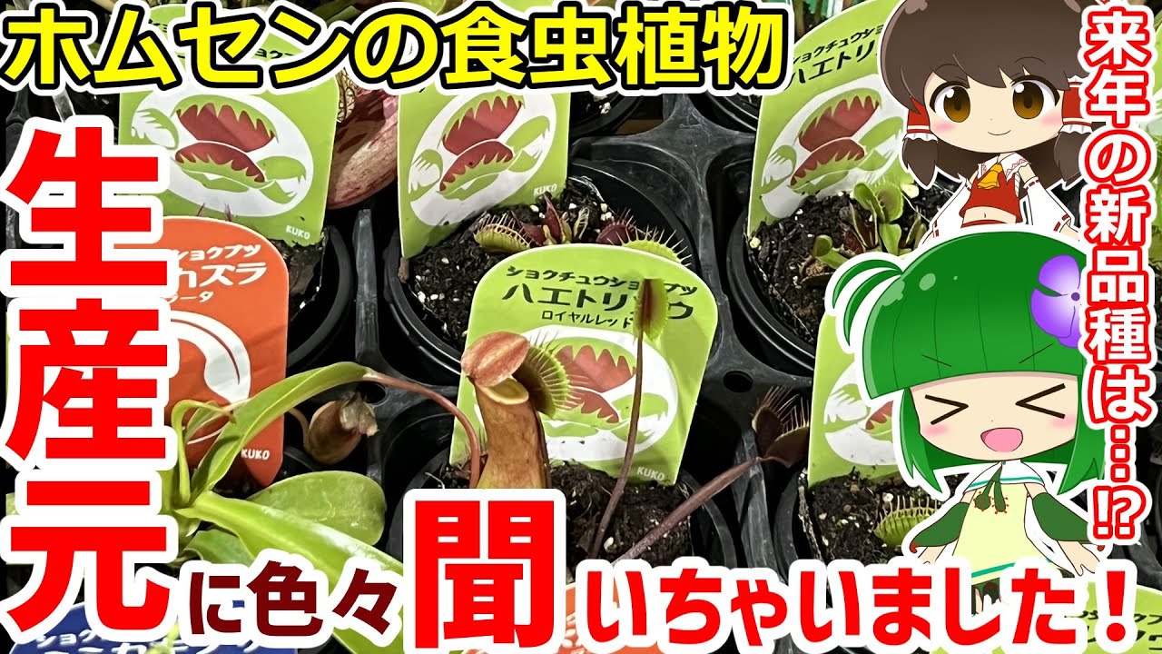 【意外の連続】新品種の作り方も！？食虫植物生産業者様と対談！いろいろ教えてもらいました！【来年のホムセンハエトリソウ情報まで！？】