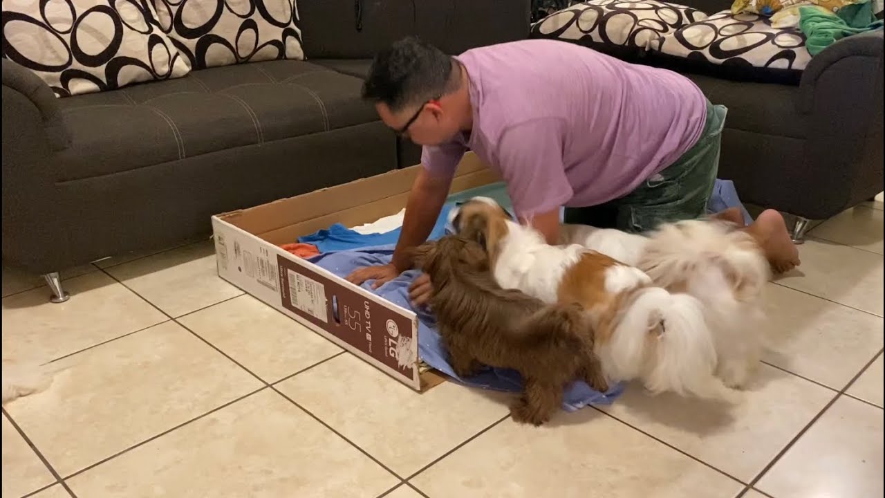 Cómo hacer el nido a una perra | La Casita de los Shih Tzu