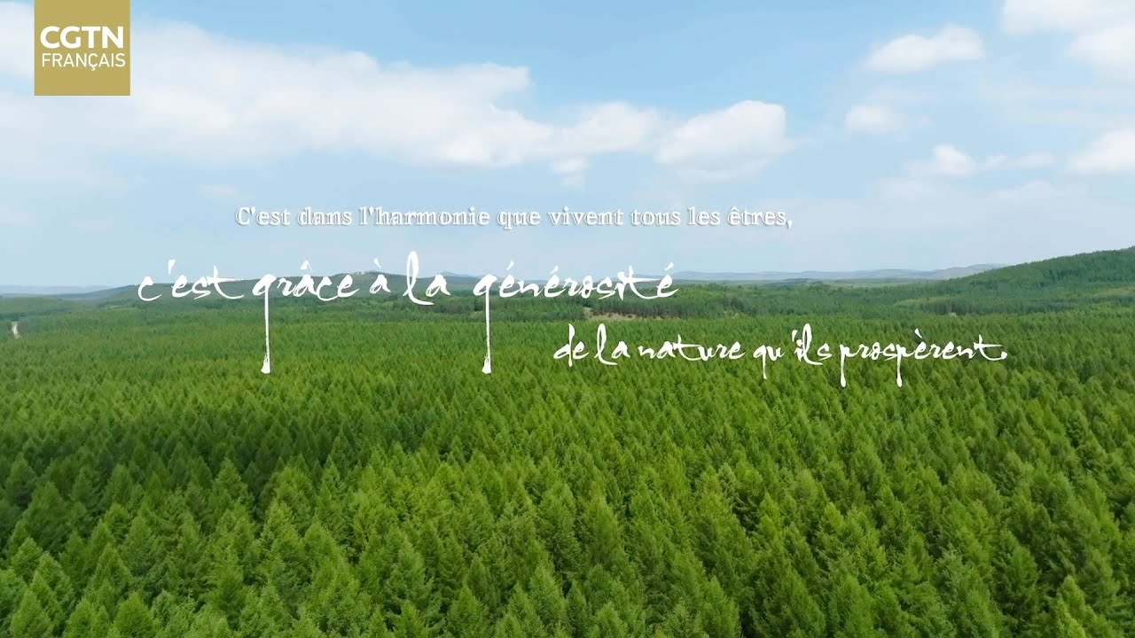 Pourquoi la Chine peut-elle transformer une terre sablonneuse en forêt d'exception ?