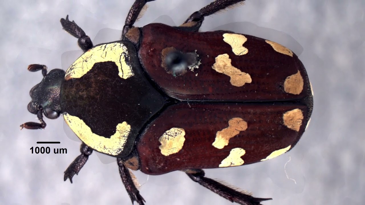 Insect Biodiversity