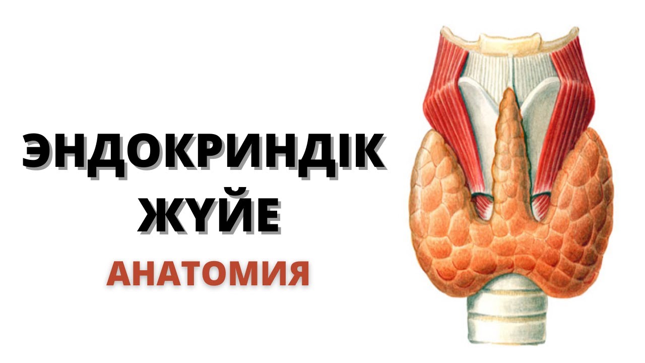 ЭНДОКРИНДІК ЖҮЙЕ | АНАТОМИЯСЫ ЖӘНЕ ФИЗИОЛОГИЯСЫ | ЖАЛПЫ ШОЛУ