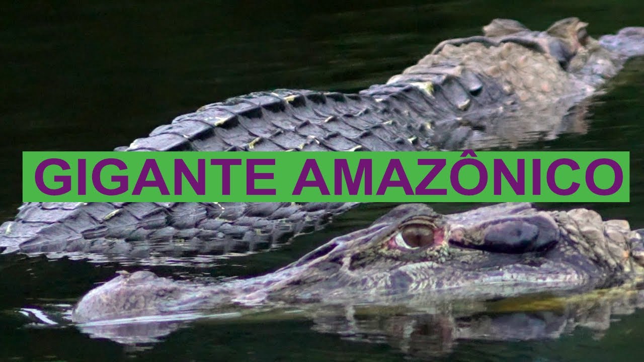 JACARÉ AÇU - O Gigante da Amazônia