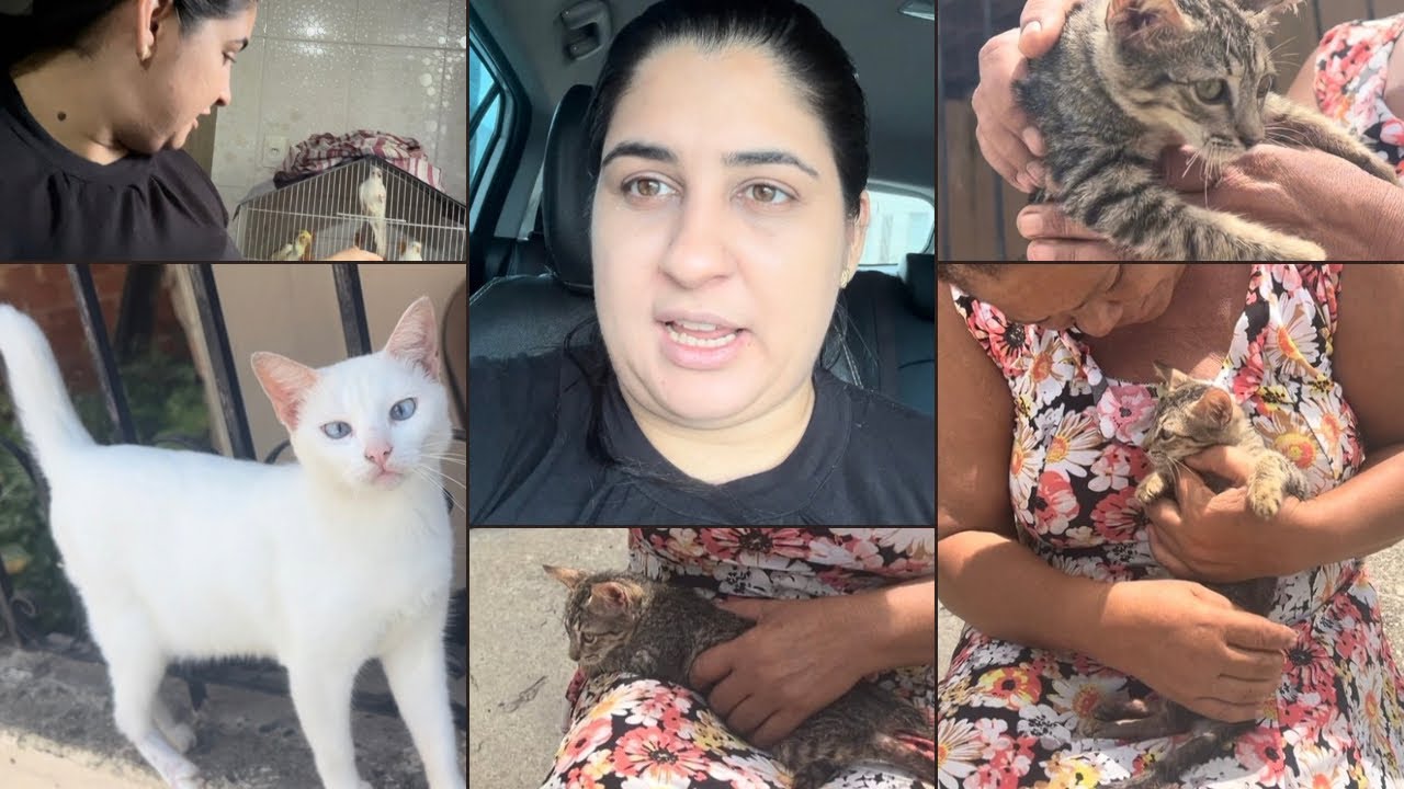 Fui doar o gato Nininho ✨olha s&oacute; o que aconteceu ✨eu n&atilde;o imaginava isso ✨