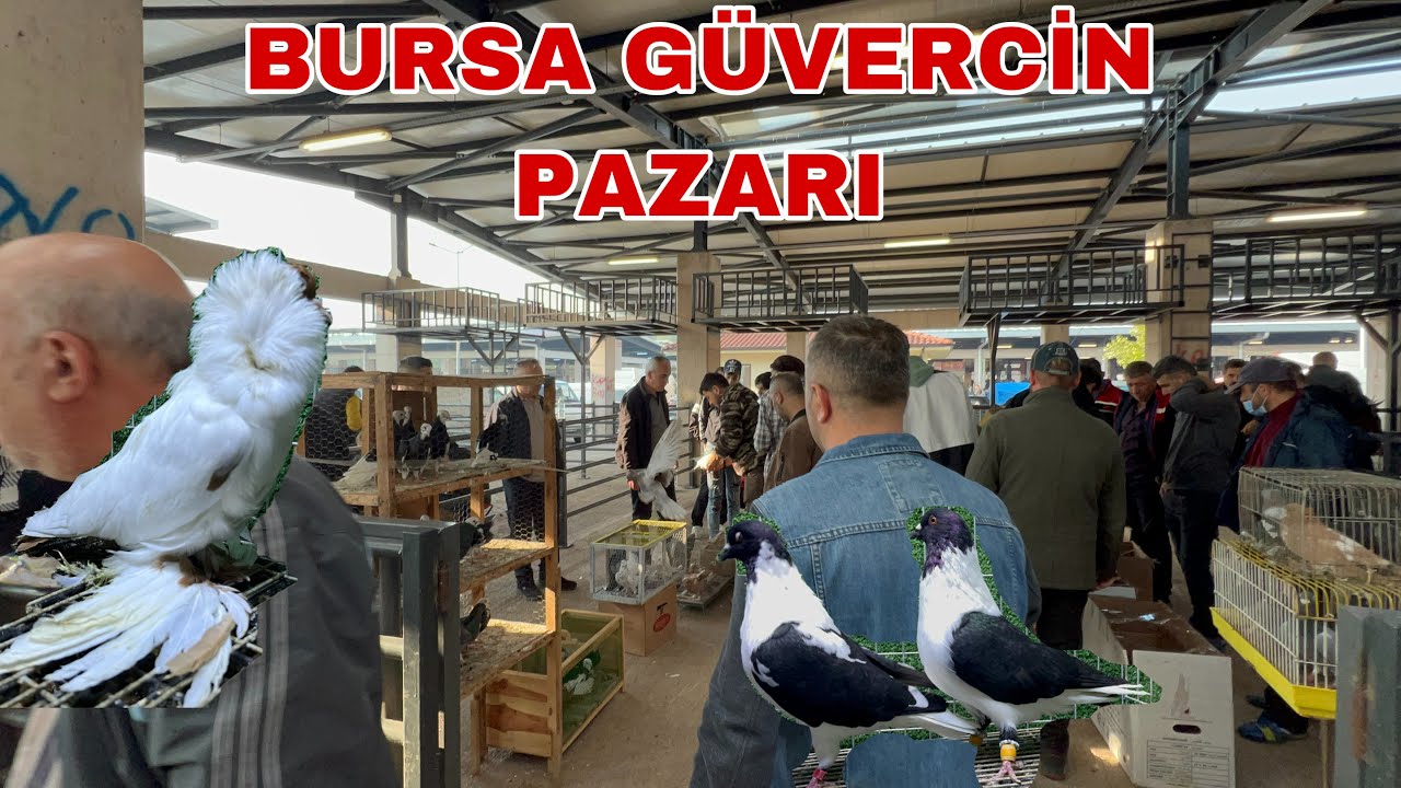 BİR GÜVERCİN RESİTALİ. BURSA KUŞ PAZARI