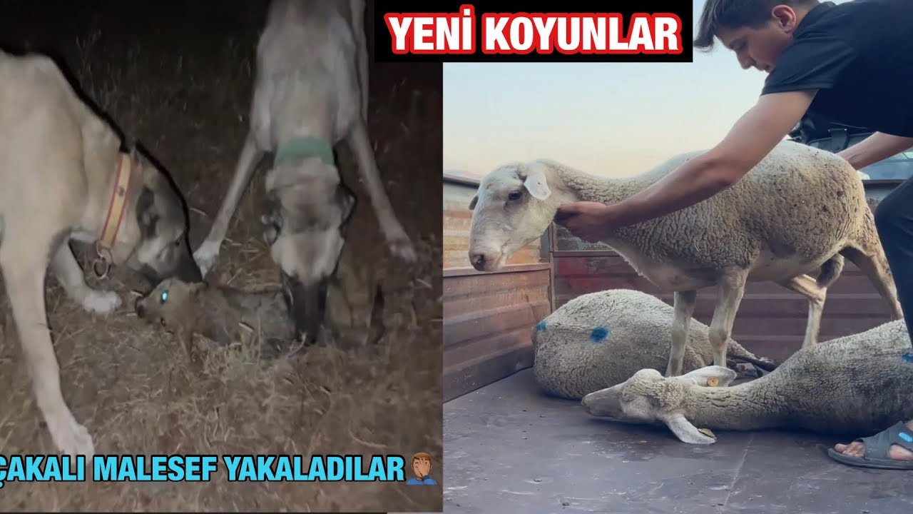 YENİ KOYUNLAR ALDIM DÜN GECE KOYUN GÜDÜMÜNDE OLAY OLDU