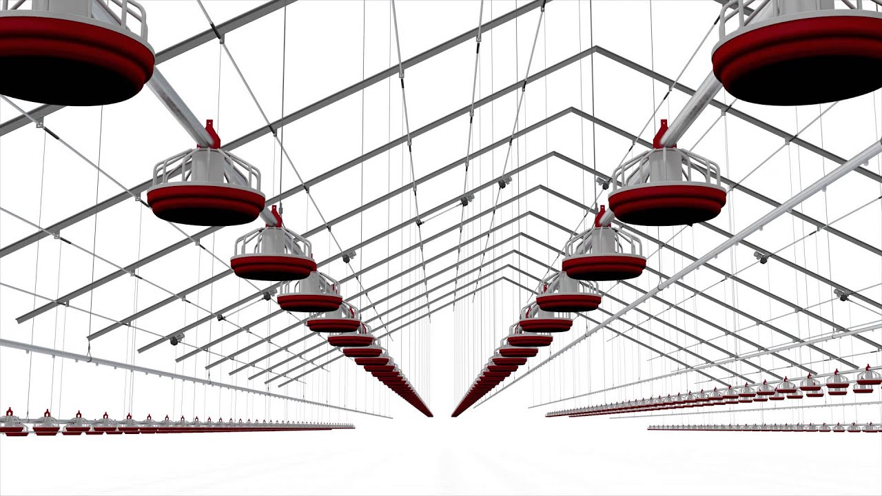 3D Animation Chicken Poultry Farming Production Processing Industry Automation Systems CAD