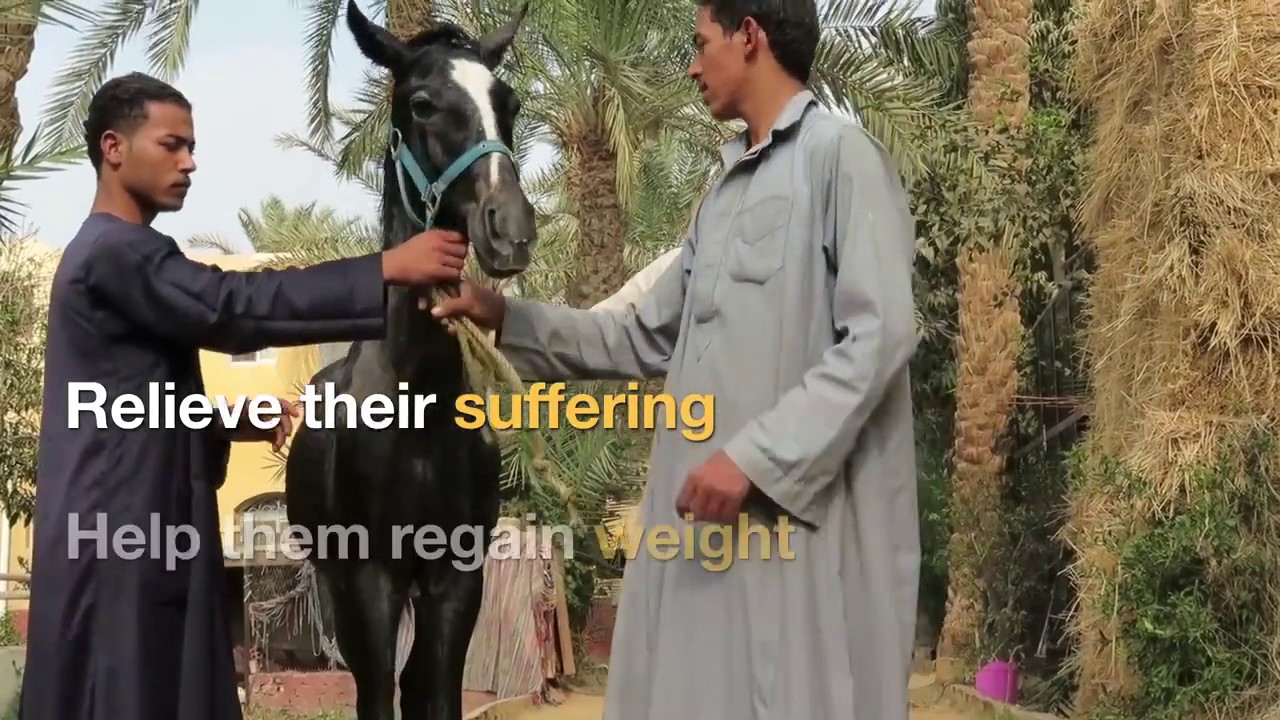 Egypt Equine Aid