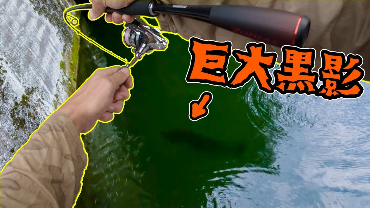 【衝擊影像】來自湖底的恐懼！怪物級鱸魚進食畫面。。