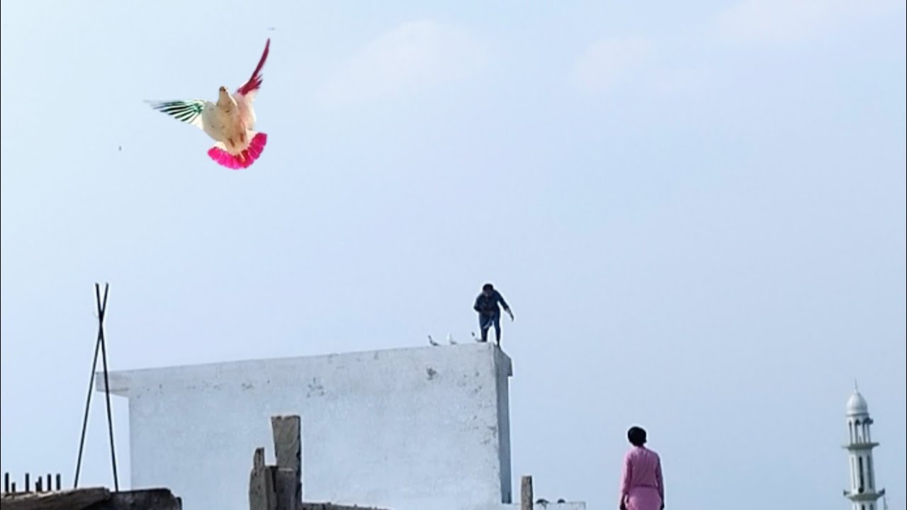 Mohar Wala Kabotar Aya Kisy Ka 🕊️🔥 [ Animals and Birds Mania] #cherimari #kabutarpakda