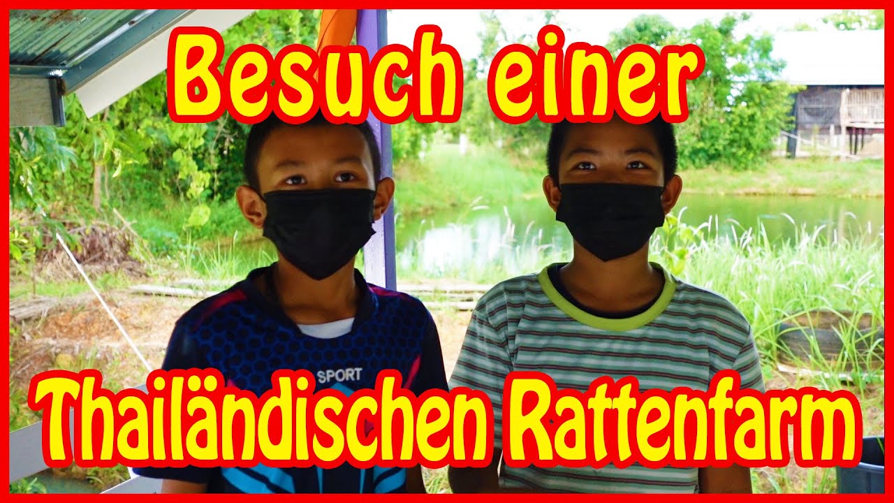 Besuch einer Rattenzucht in Buriram 🌴 Thailand