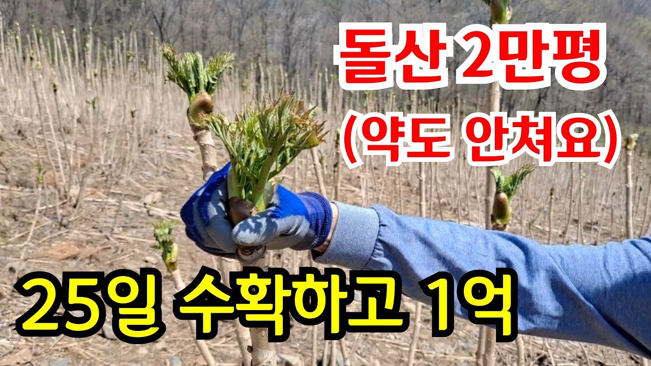 참두릅 엄나무 돌산에 심어놓고 1억 버는농가 (전국최저가) 태흥농장 010-3543-7773 / 054-552-3314