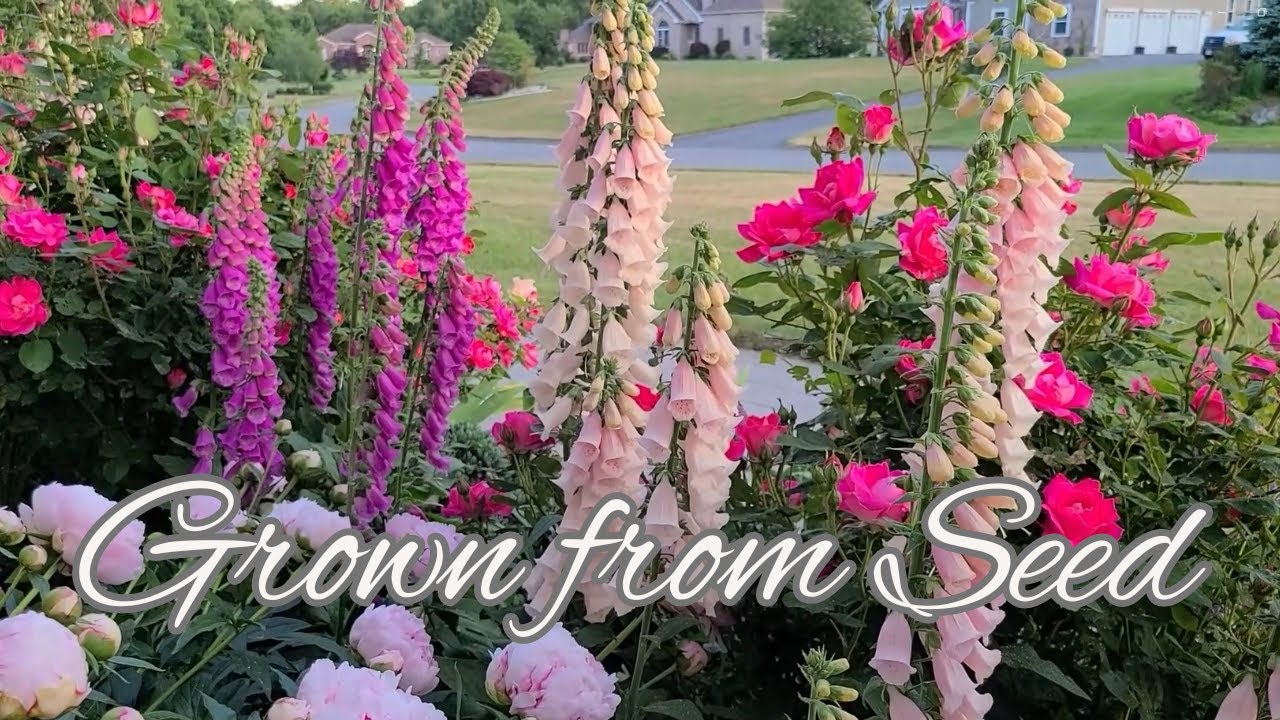 My Experience with Foxglove. How To Grow Foxglove & Collect Seed.